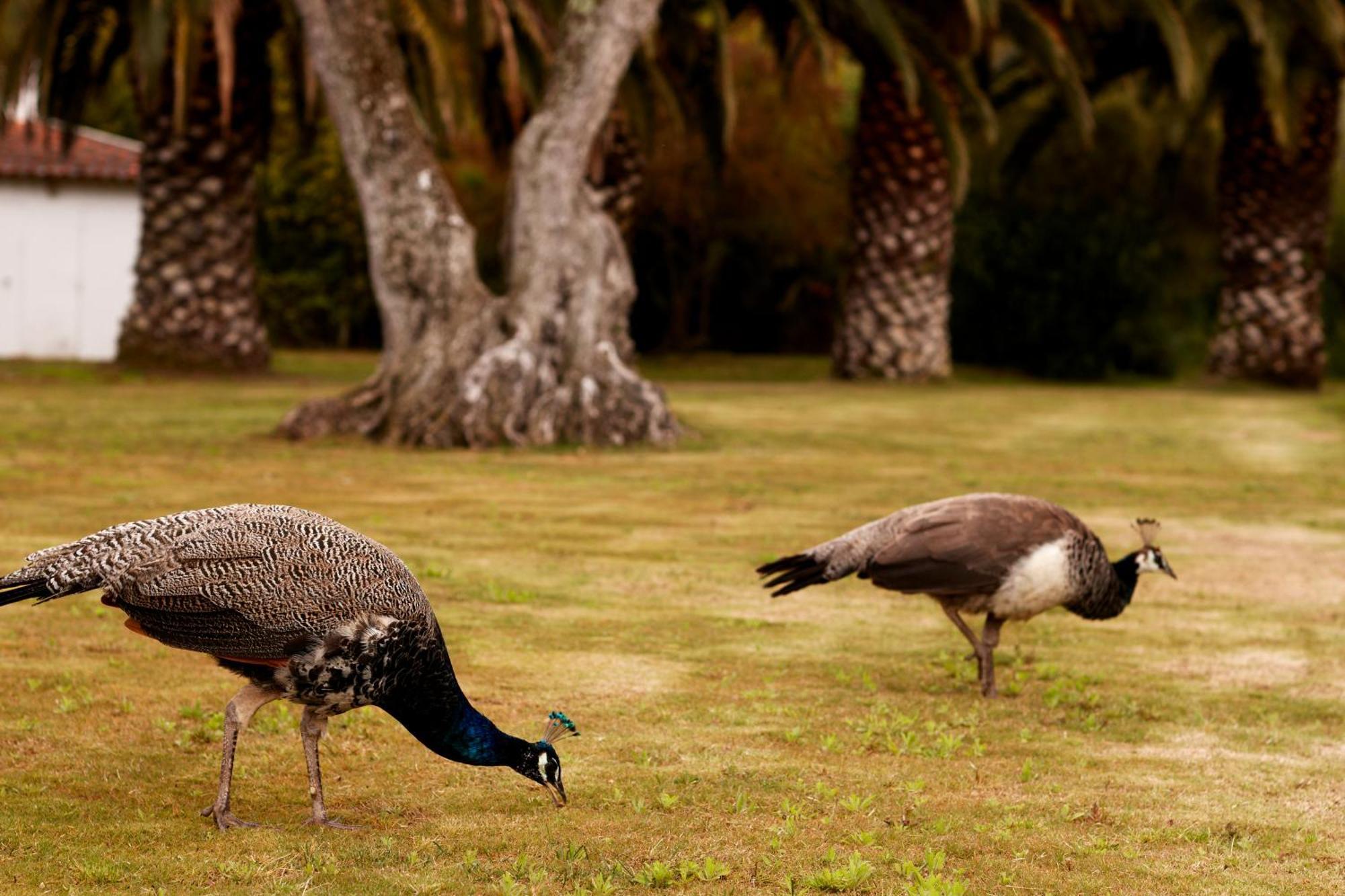 アルデイア・ド・メコ Quinta Do Miguelヴィラ エクステリア 写真